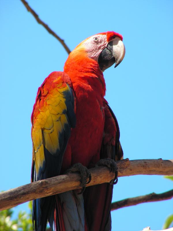 8150 Copan Ruinas Guacamayas 